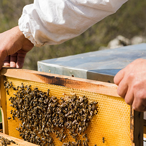 Apiary - Bees