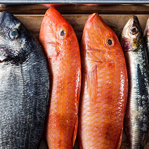Edible Fish