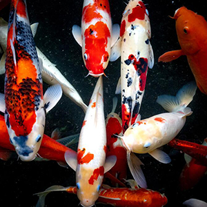Ornamental Fish