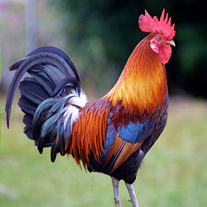 Poultry