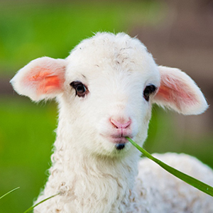 Sheep & Goat