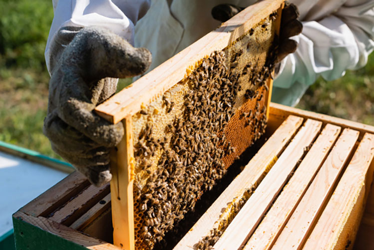 Apis Mellifera Colony Box