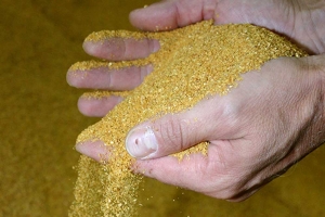 Dried Maize - Crushed for Animal Feed