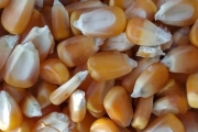 Dried Maize for Animal Feed