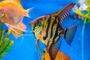Angelfish
