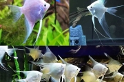 Angelfish